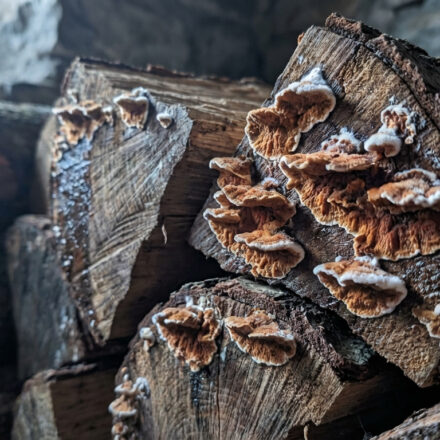 Gros plan sur des bûches de bois de chauffage empilées, recouvertes de champignons orange et blancs. Vue latérale.