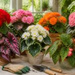 découvrez notre guide pratique pour choisir la variété de bégonias idéale et apprendre à en prendre soin facilement, pour des plantes éclatantes toute l'année.