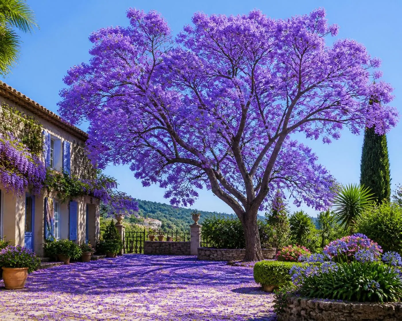découvrez comment cultiver le jacaranda, le flamboyant bleu aux fleurs envoûtantes, en france. guide pratique pour réussir son entretien et embellir votre jardin toute l'année.