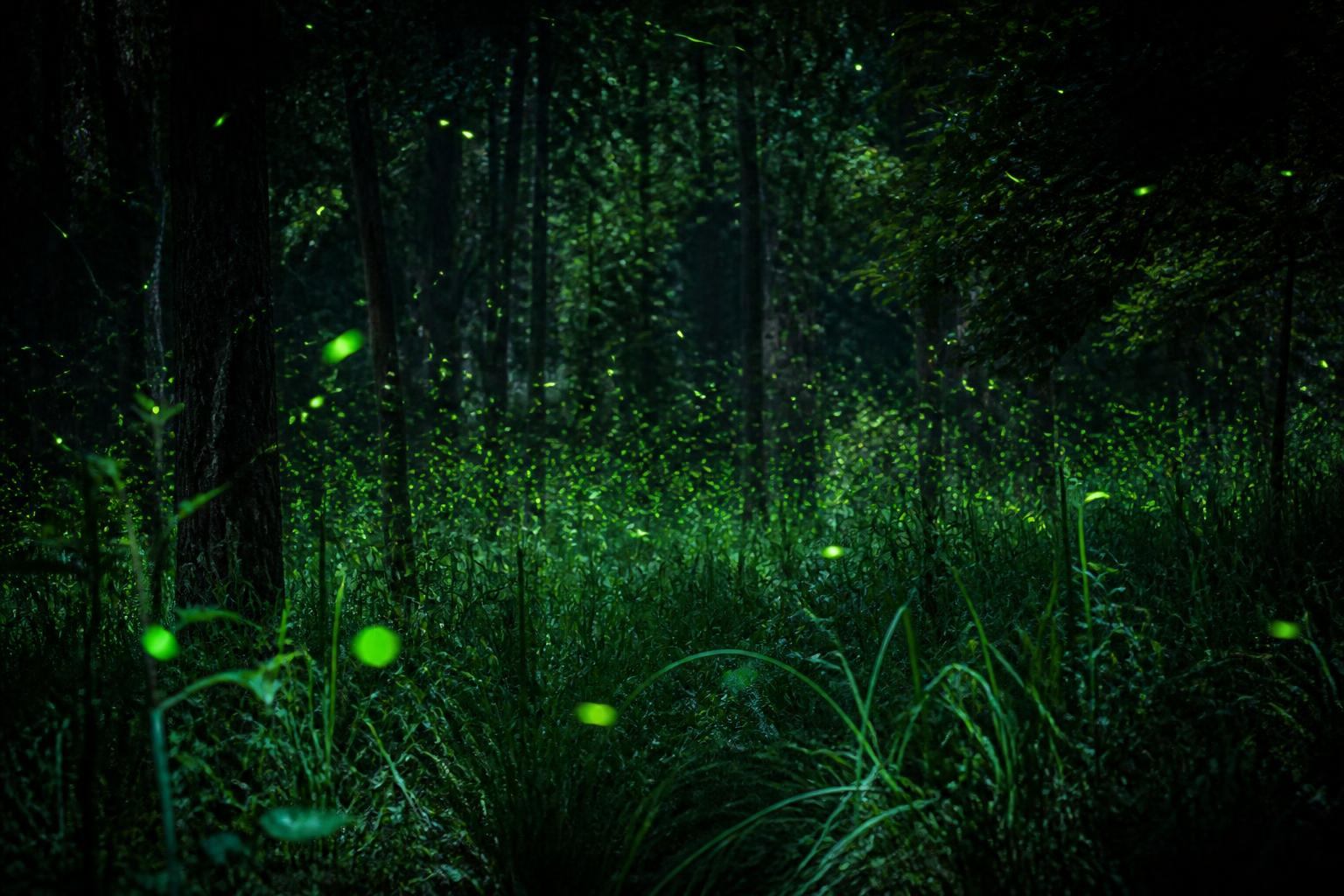 découvrez les mystères derrière la lumière naturelle de la luciole et plongez dans ses secrets fascinants révélés.