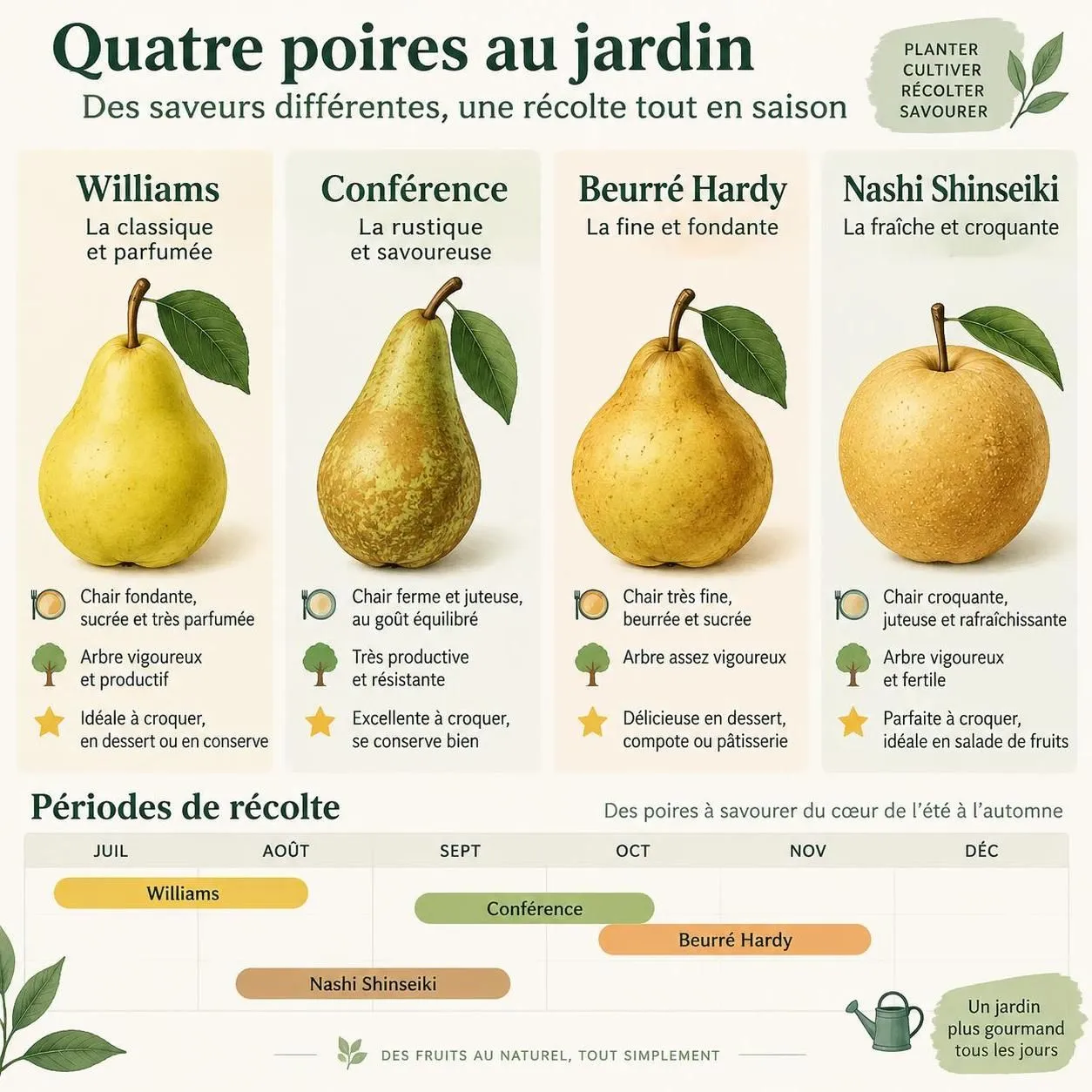 découvrez comment choisir la variété de poirier adaptée à votre jardin, la planter dans les meilleures conditions et récolter vos premières poires.