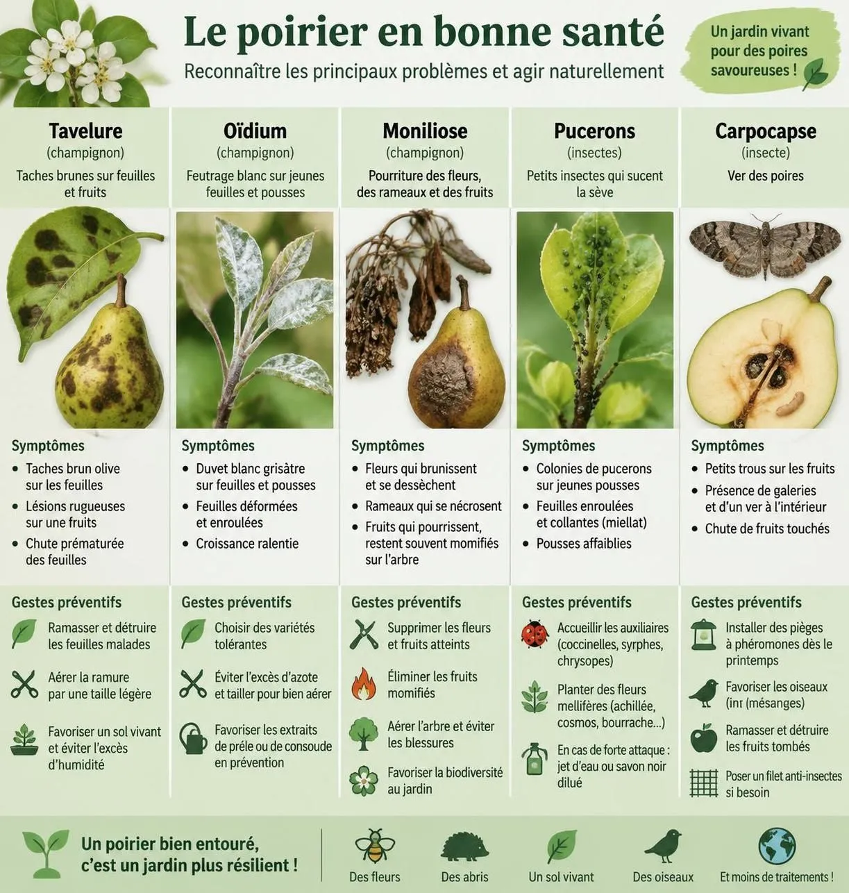 découvrez comment choisir la variété de poirier adaptée à votre jardin, la planter au bon endroit et récolter vos premières poires.