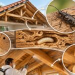 Capricorne des maisons : détecter cet insecte xylophage et protéger vos charpentes découvrez comment reconnaître le capricorne des maisons, repérer ses dégâts dans les charpentes et protéger durablement votre bois contre cet insecte xylophage.