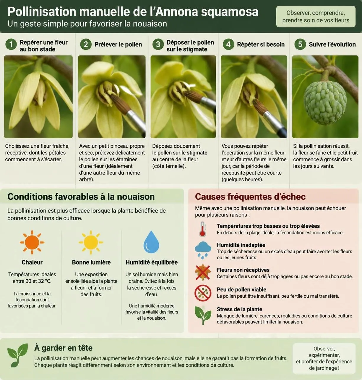 découvrez comment cultiver la pomme cannelle en pot sous notre climat : conseils de plantation, d’entretien et d’hivernage pour profiter de ce fruit exotique.