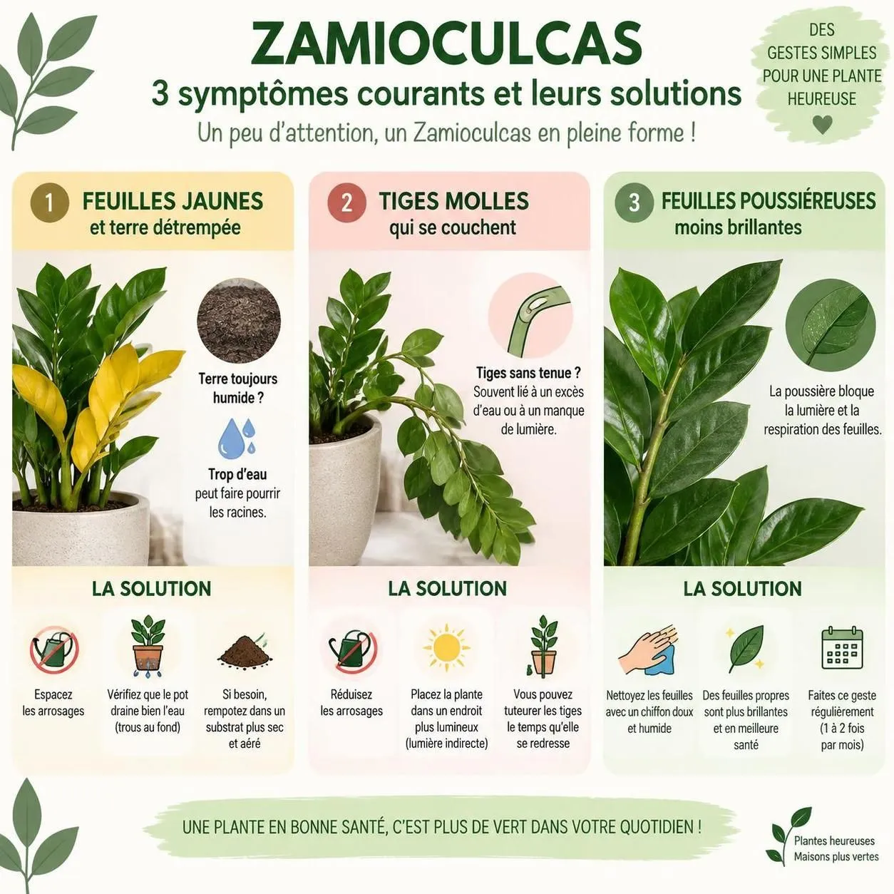 découvrez le zamioculcas, une plante d’intérieur résistante et facile à entretenir, parfaite pour apporter une touche de verdure aux pièces peu lumineuses.